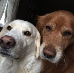 Meet your Posher, Ann